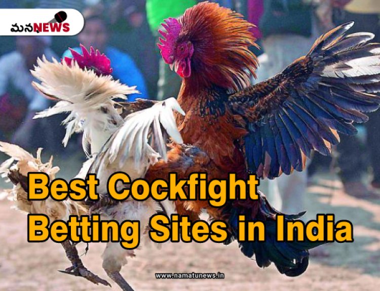 Best Cockfight Betting Websites: Where to Bet and Win Big:  ఉత్తమ కాక్‌ఫైట్ బెట్టింగ్ వెబ్‌సైట్‌లు: ఎక్కడ పందెం వేసి పెద్దగా గెలవాలి