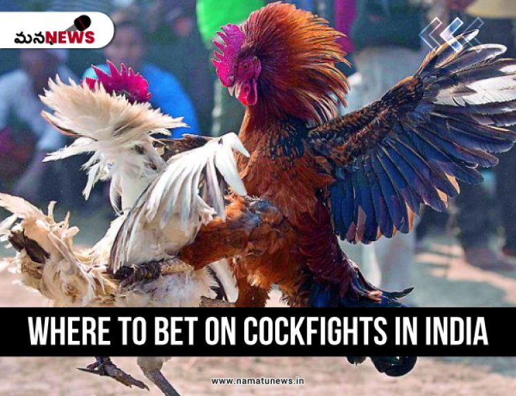 Where to Bet on Cockfights: Leading Online Betting Sites: కాక్‌ఫైట్స్‌లో ఎక్కడ పందెం వేయాలి: ప్రముఖ ఆన్‌లైన్ బెట్టింగ్ సైట్‌లు